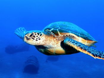 Friendly turtle at the wreck of the St. Anthony near Kihe... by Jeffrey Cowie 